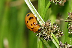 Harmonia octomaculata