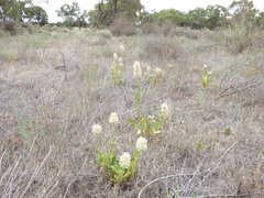 Ptilotus nobilis