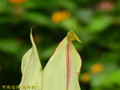 Ricania sublimata