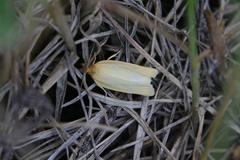 Zelotherses paleana