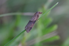 Philedone gerningana