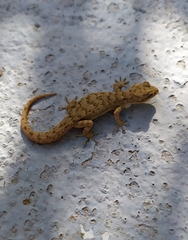 Mediodactylus oertzeni