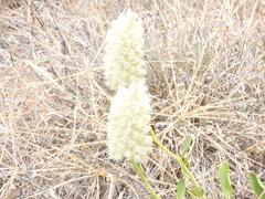 Ptilotus nobilis