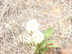 Ptilotus nobilis