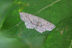 Cyclophora pendularia