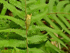 Graphium doson postianus