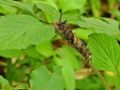 Lymantria mathura subpallida