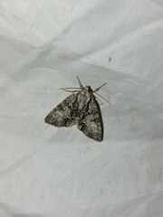 Acronicta strigosa
