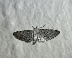 Eupithecia misturata