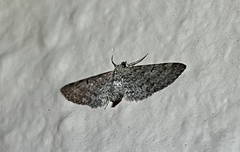 Eupithecia misturata