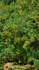 Sorbus