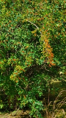 Sorbus