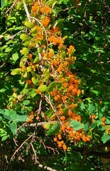 Sorbus