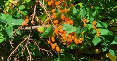 Sorbus