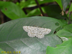 Catoria sublavaria