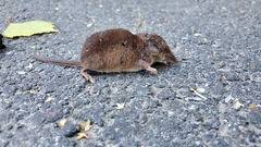 Sorex araneus