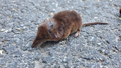 Sorex araneus