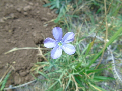 Linum hologynum
