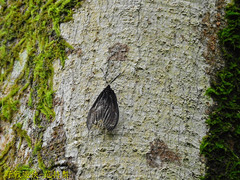 Histia flabellicornis