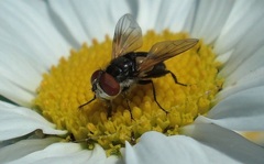 Elomya lateralis