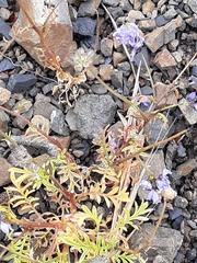 Gilia capitata pacifica