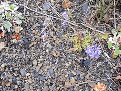 Gilia capitata pacifica
