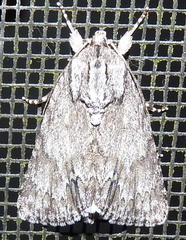 Acronicta longa