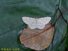 Catoria sublavaria