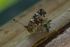 Vanessa dimorphica dimorphica