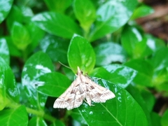Diasemia accalis