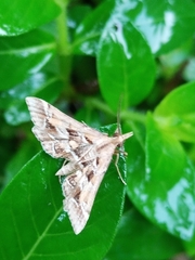 Diasemia accalis