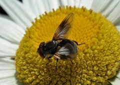 Elomya lateralis