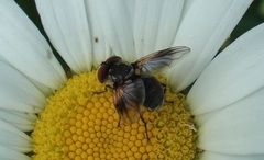 Elomya lateralis