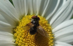 Elomya lateralis