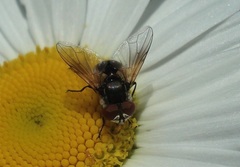 Elomya lateralis