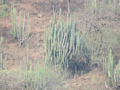 Isolatocereus dumortieri