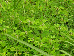 Grona heterocarpos strigosa