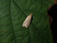 Helcystogramma rufescens