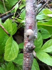 Krynickillus melanocephalus