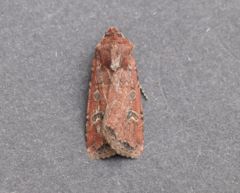 Euxoa ochrogaster