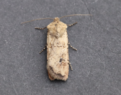 Euxoa ochrogaster