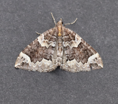 Eulithis xylina