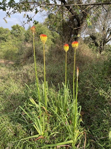 Kniphofia bequaertii image