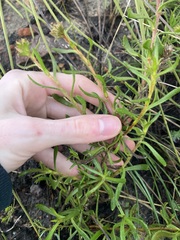 Scaevola glandulifera