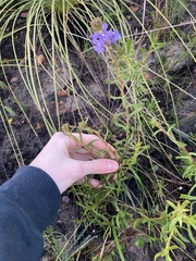 Scaevola glandulifera