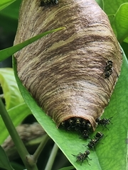 Ropalidia timida