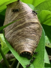 Ropalidia timida