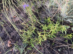 Scaevola glandulifera