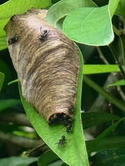 Ropalidia timida