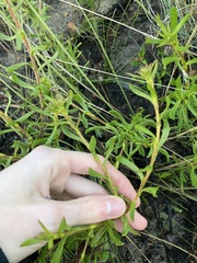 Scaevola glandulifera